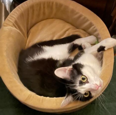 Enlarge Pancake, a Adoptable Domestic Short Hair in Clarksville, IN image 2/3