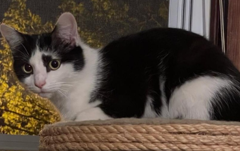 Enlarge Pancake, a Adoptable Domestic Short Hair in Clarksville, IN image 3/3