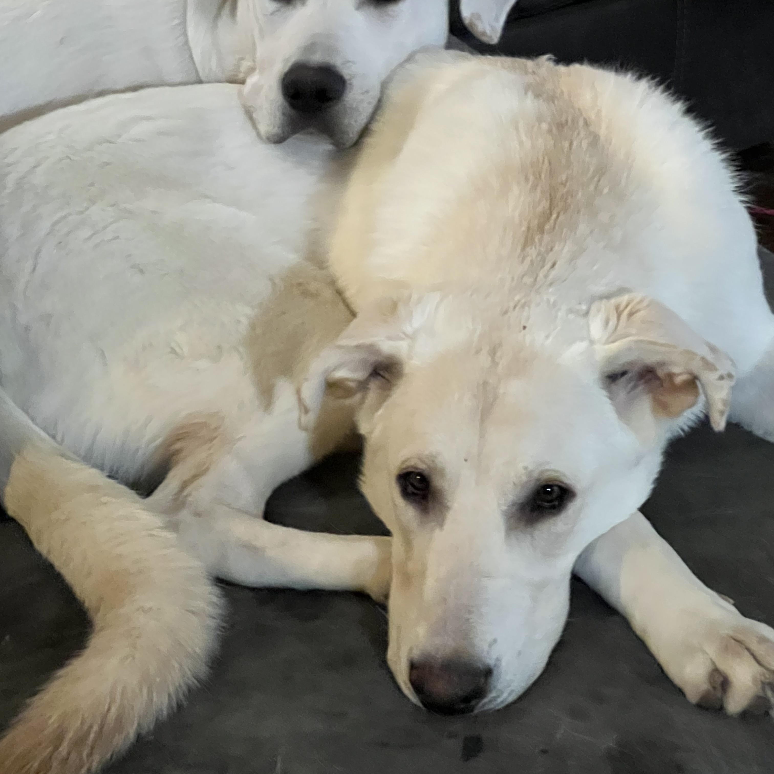 Frankie- *Courtesy Post, Adoptable, Adult Male Mixed Breed.