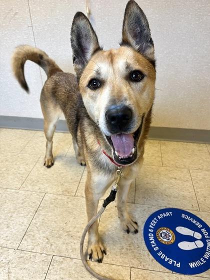 Enlarge Auggie, a Adoptable mixed breed in Wantagh, NY image 1/3