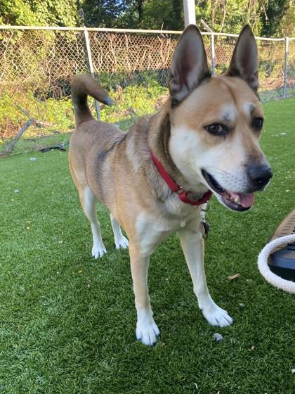 Enlarge Auggie, a Adoptable mixed breed in Wantagh, NY image 2/3