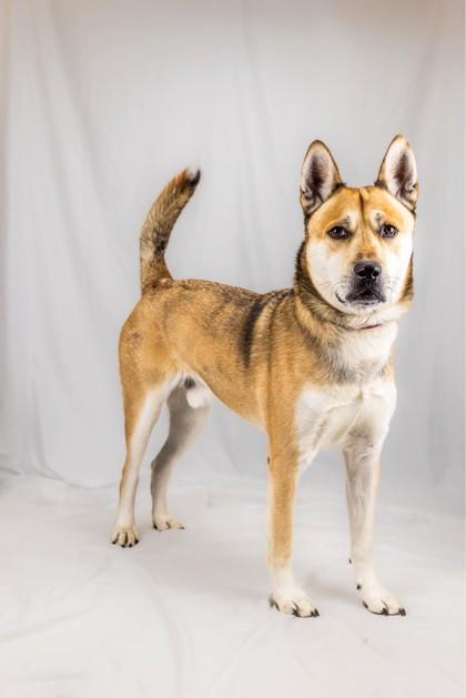 Enlarge Auggie, a Adoptable mixed breed in Wantagh, NY image 3/3