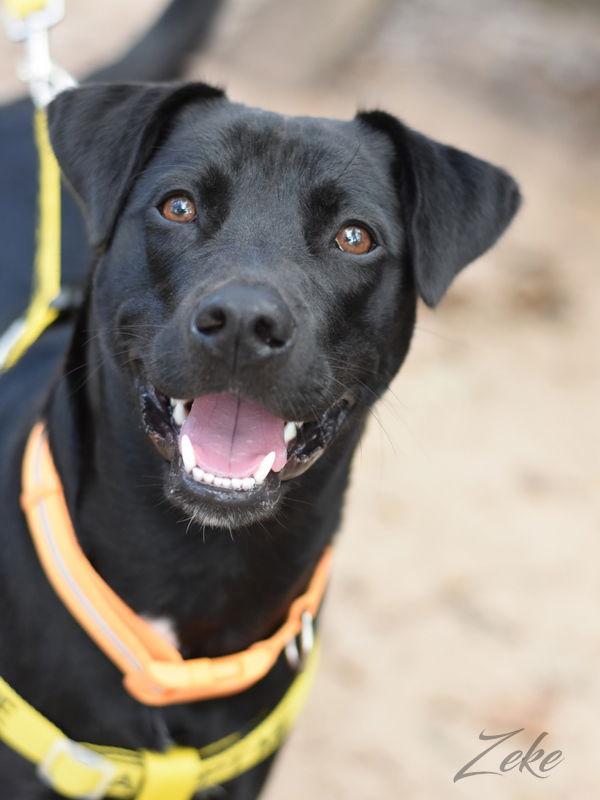 Enlarge Zeke, a Adoptable mixed breed in Montgomery, TX image 1/3