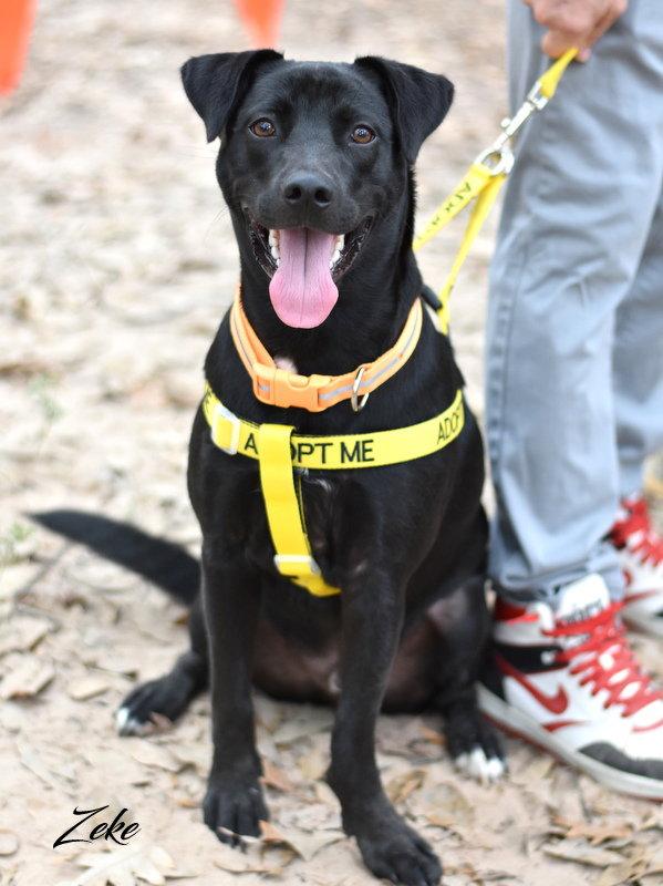 Enlarge Zeke, a Adoptable mixed breed in Montgomery, TX image 2/3