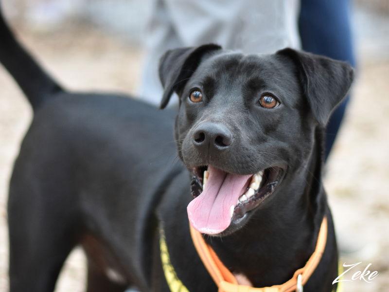 Enlarge Zeke, a Adoptable mixed breed in Montgomery, TX image 2/3