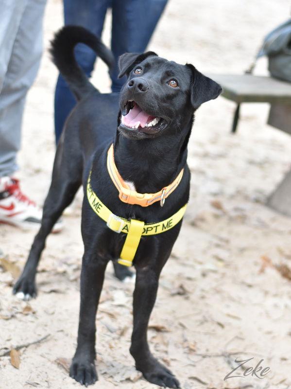 Enlarge Zeke, a Adoptable mixed breed in Montgomery, TX image 3/3