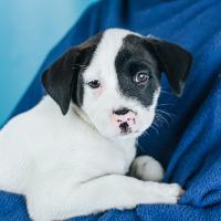 Rocco, a Adoptable mixed breed in Minneapolis, MN image 3/6