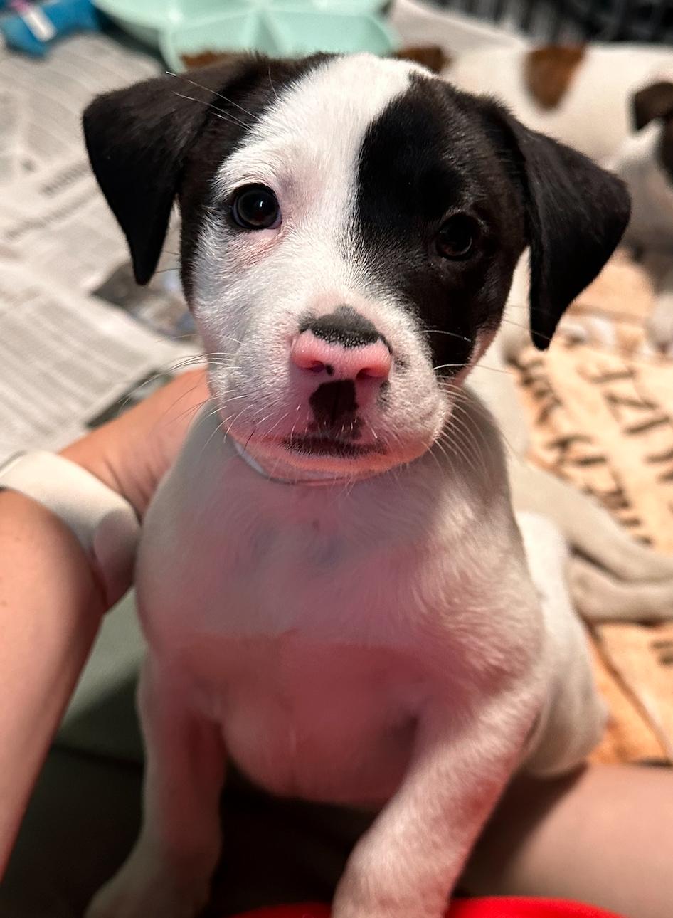 Rocco, Adoptable, Puppy Male Retriever & Boxer.