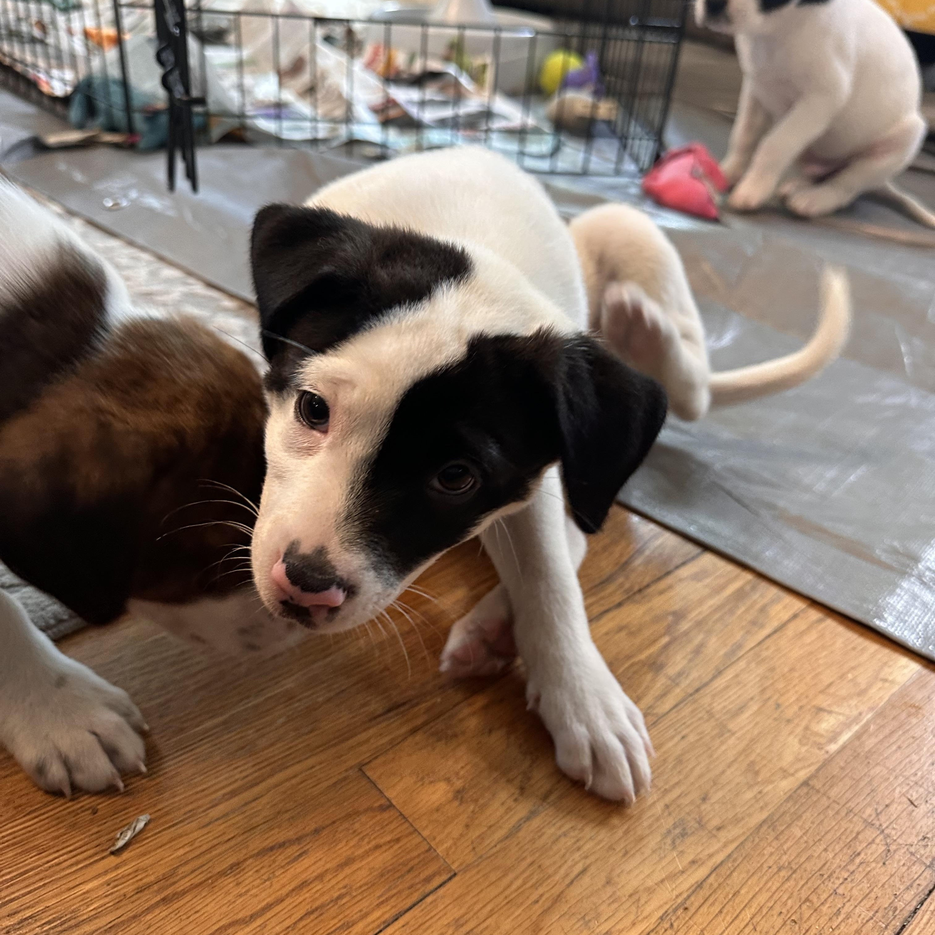 Rocco, a Adoptable mixed breed in Minneapolis, MN image 5/6