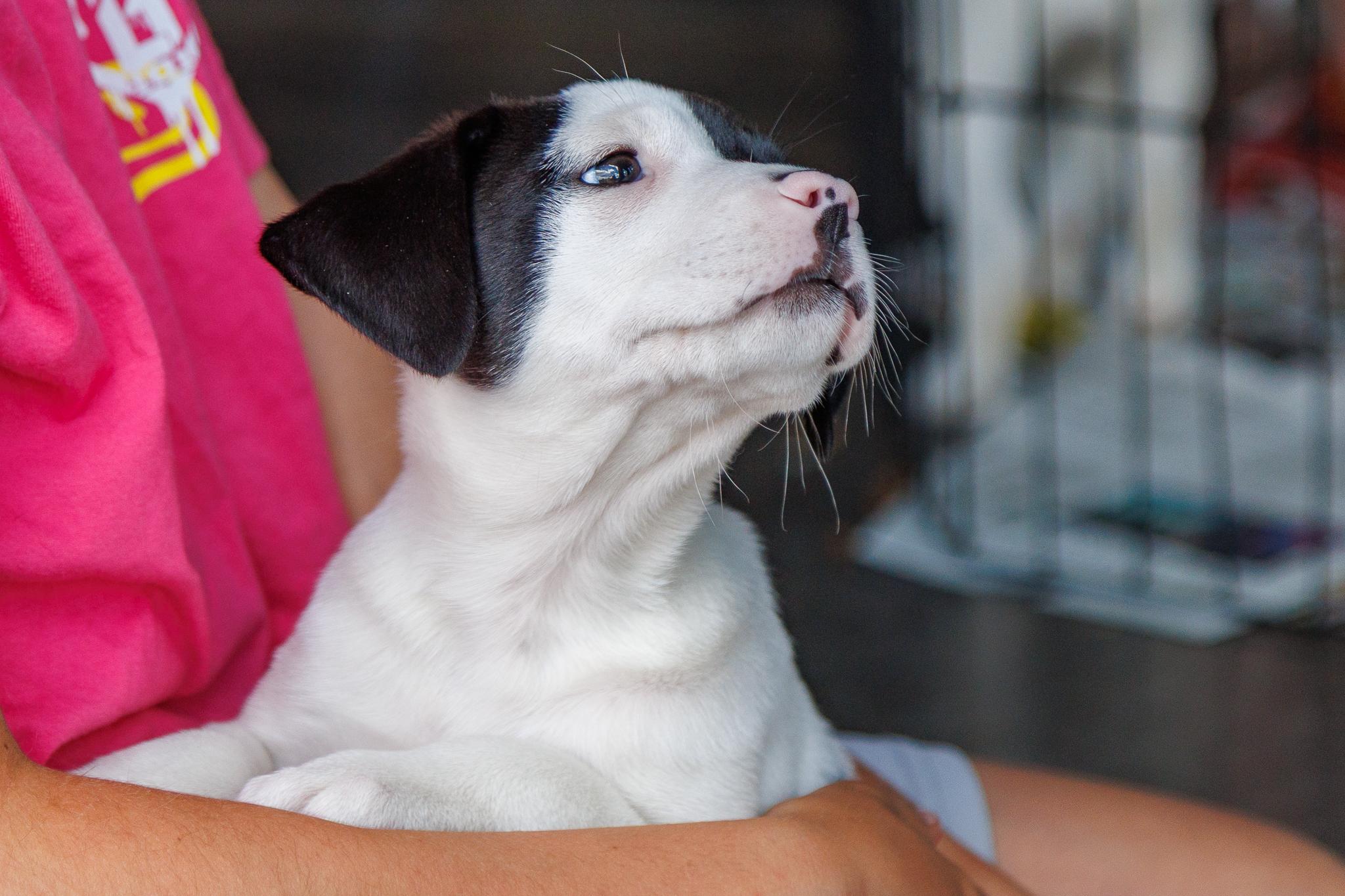 Rocco, a Adoptable mixed breed in Minneapolis, MN image 2/6