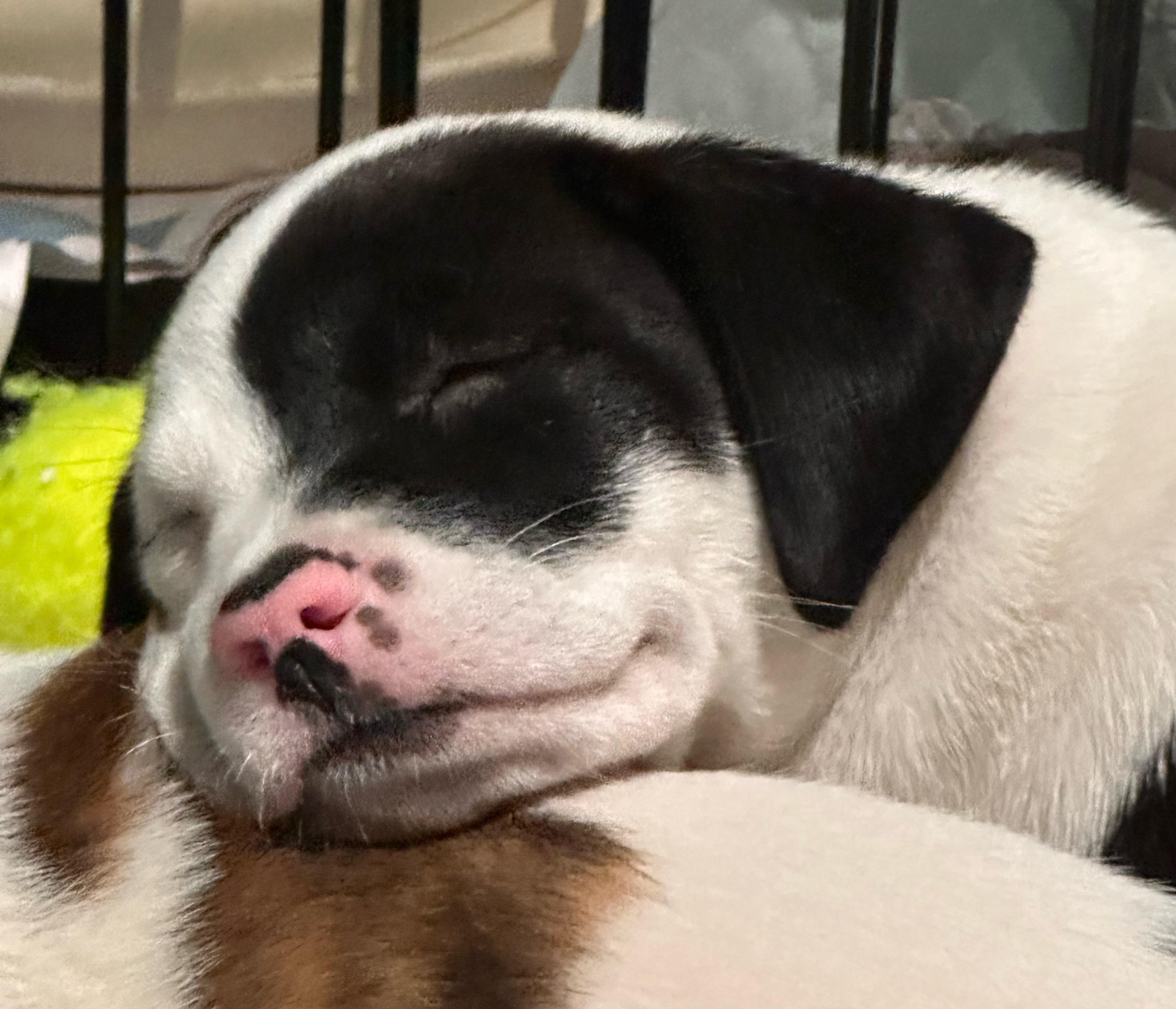 Rocco, a Adoptable mixed breed in Minneapolis, MN image 4/6