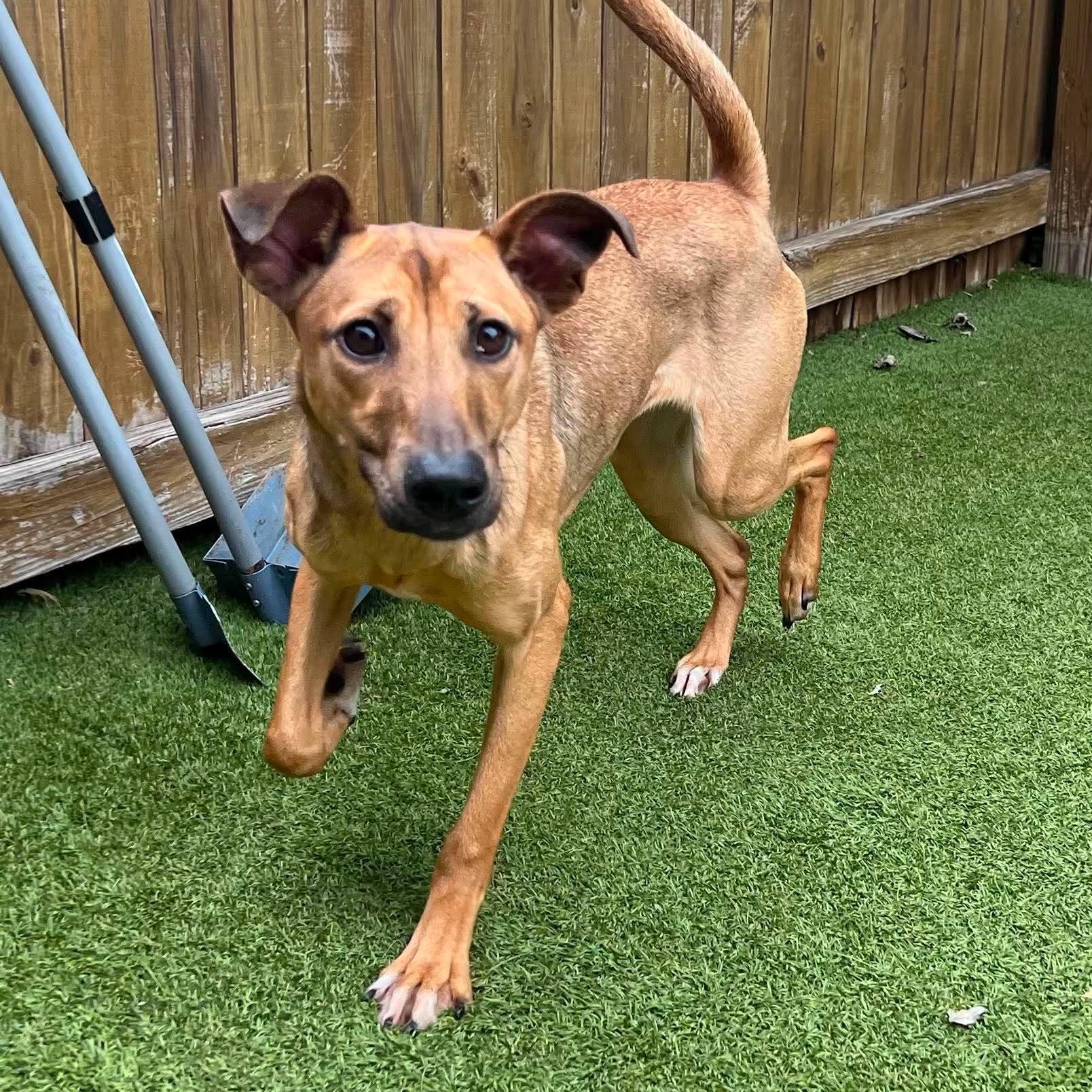 Enlarge Misty, a Adopted mixed breed in Baltimore, MD image 1/6