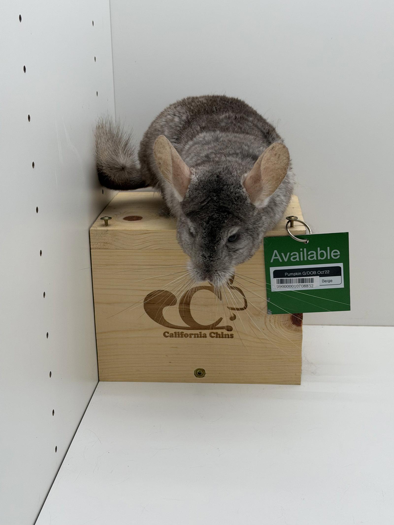 Enlarge Pumpkin, a Adoptable Chinchilla in Sunnyvale, CA image 1/3