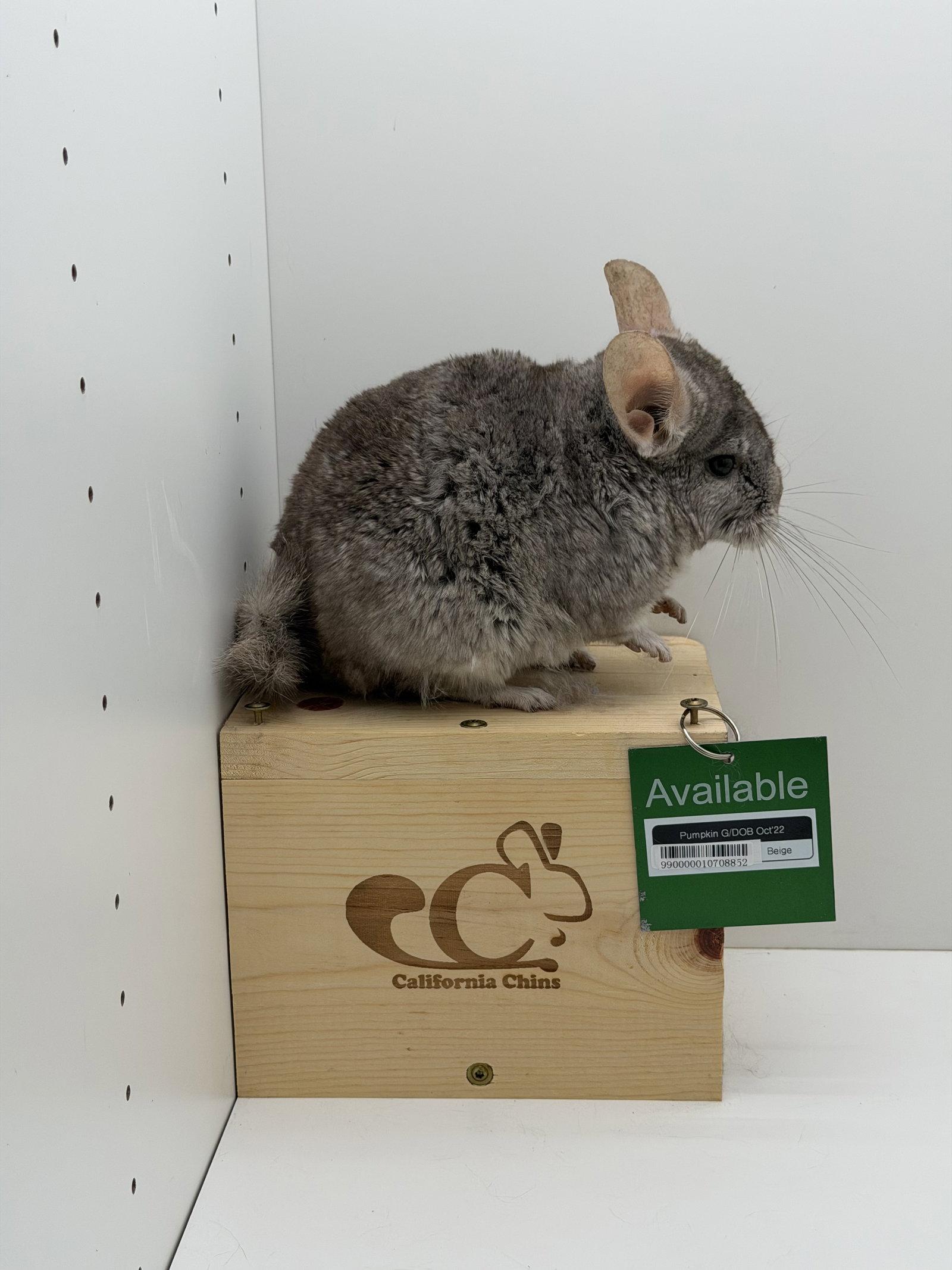 Enlarge Pumpkin, a Adoptable Chinchilla in Sunnyvale, CA image 2/3