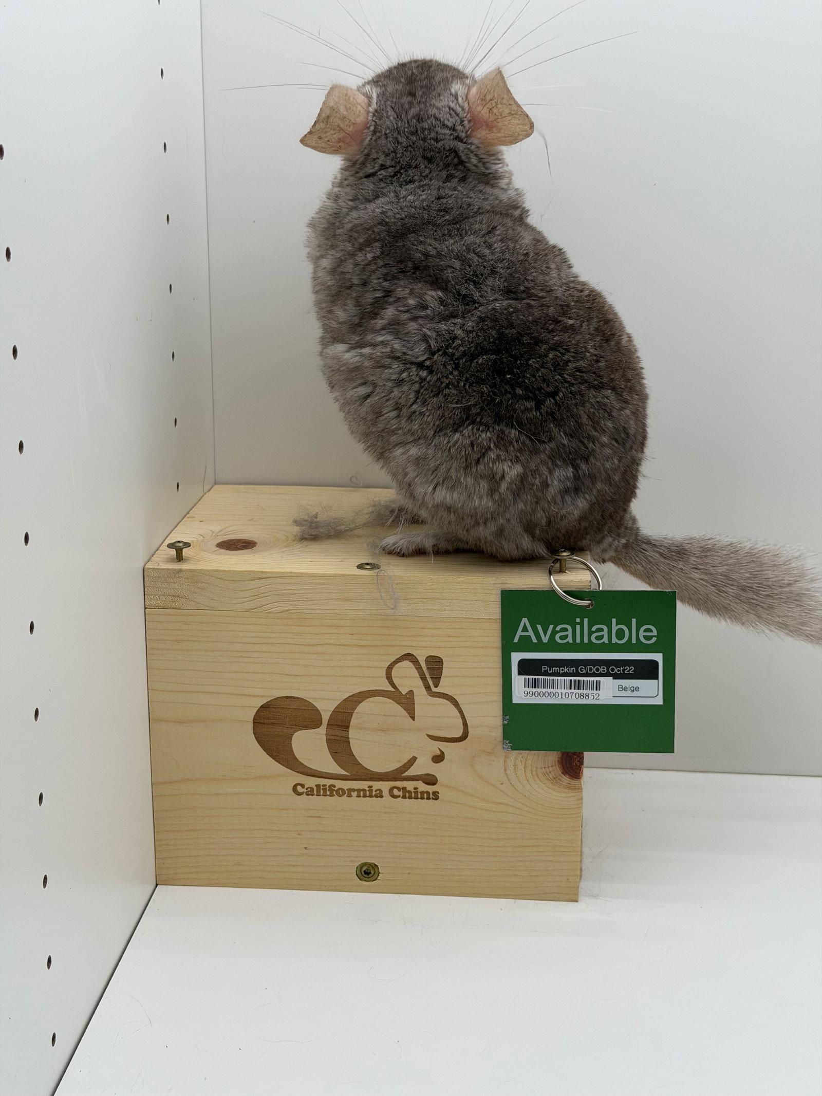 Enlarge Pumpkin, a Adoptable Chinchilla in Sunnyvale, CA image 3/3