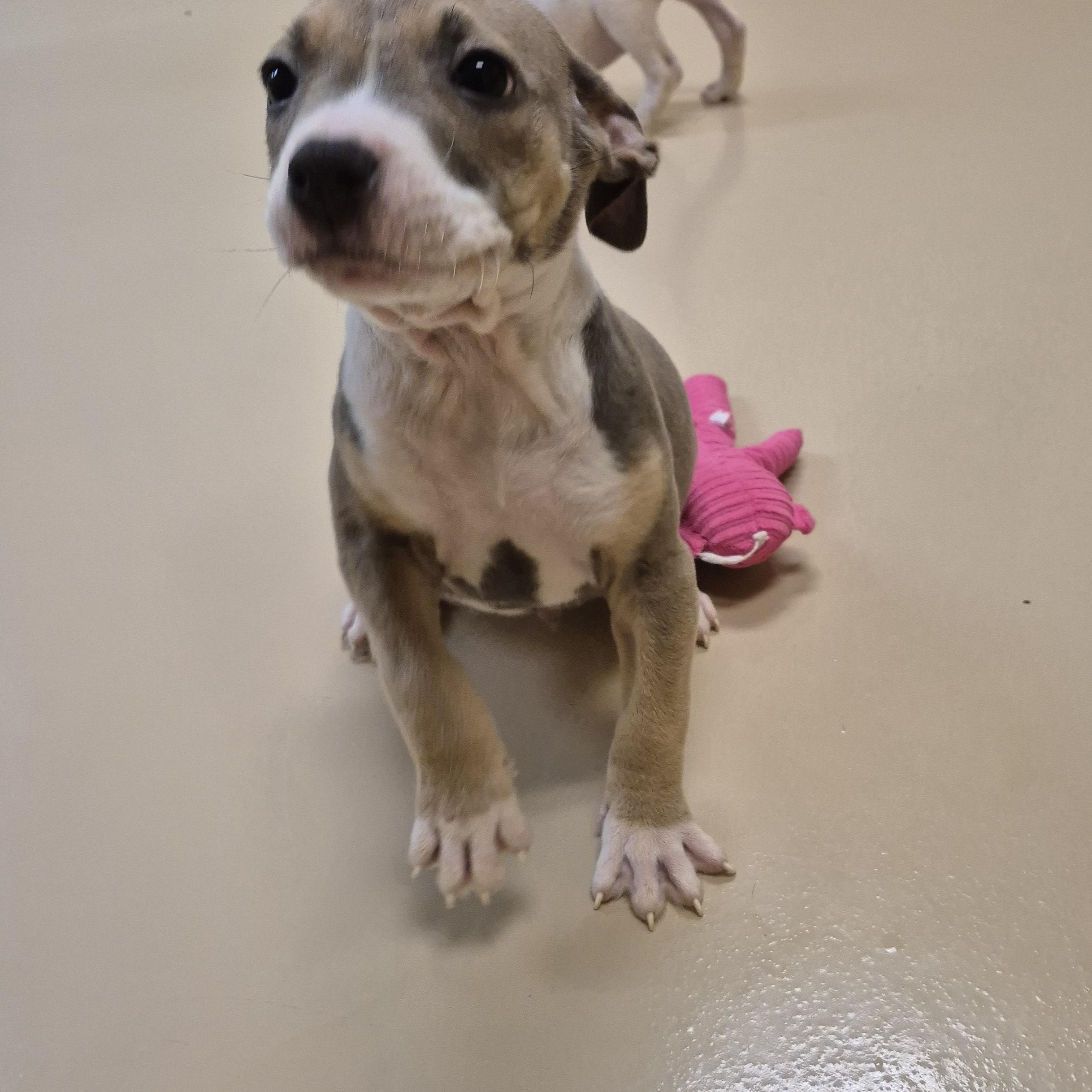 Enlarge Alkaline, a ADOPTABLE Pit Bull Terrier in Schertz, TX image 2/4
