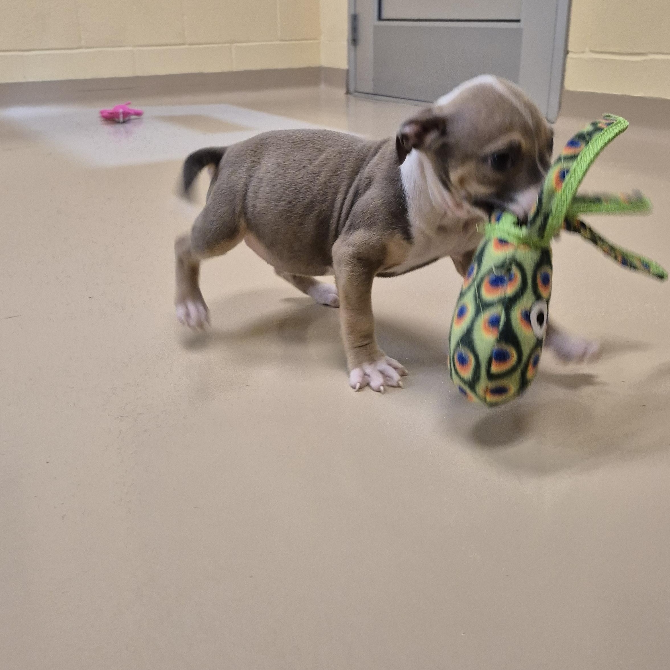 Enlarge Alkaline, a ADOPTABLE Pit Bull Terrier in Schertz, TX image 3/4