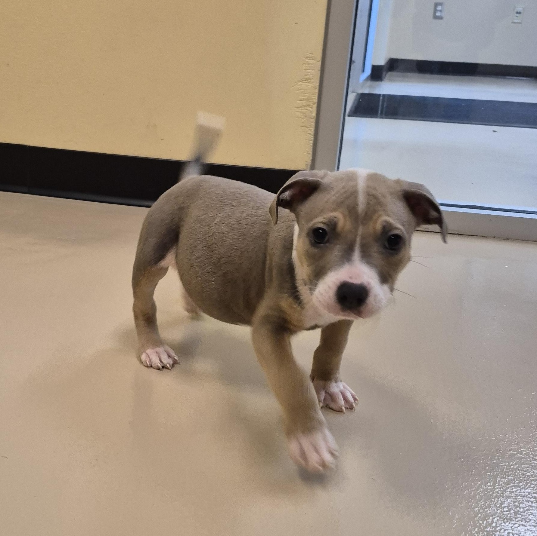 Enlarge Alkaline, a ADOPTABLE Pit Bull Terrier in Schertz, TX image 4/4