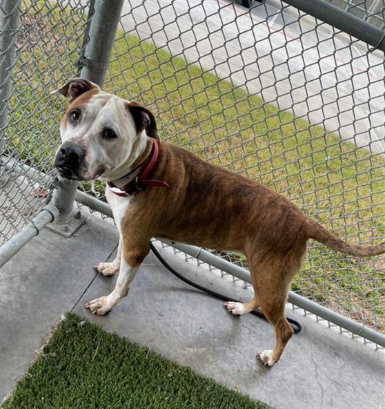 MOLLY, Adoptable, Adult Female Pit Bull Terrier.