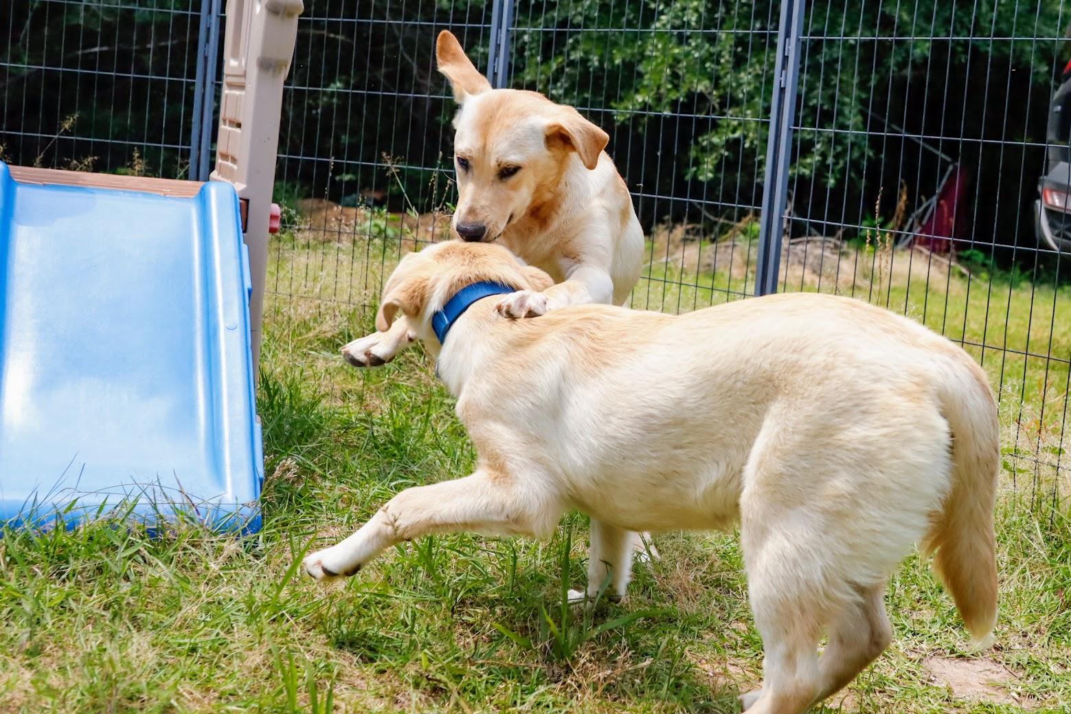 DAISY AKA CRUMPET ANNE — thumbnail 6