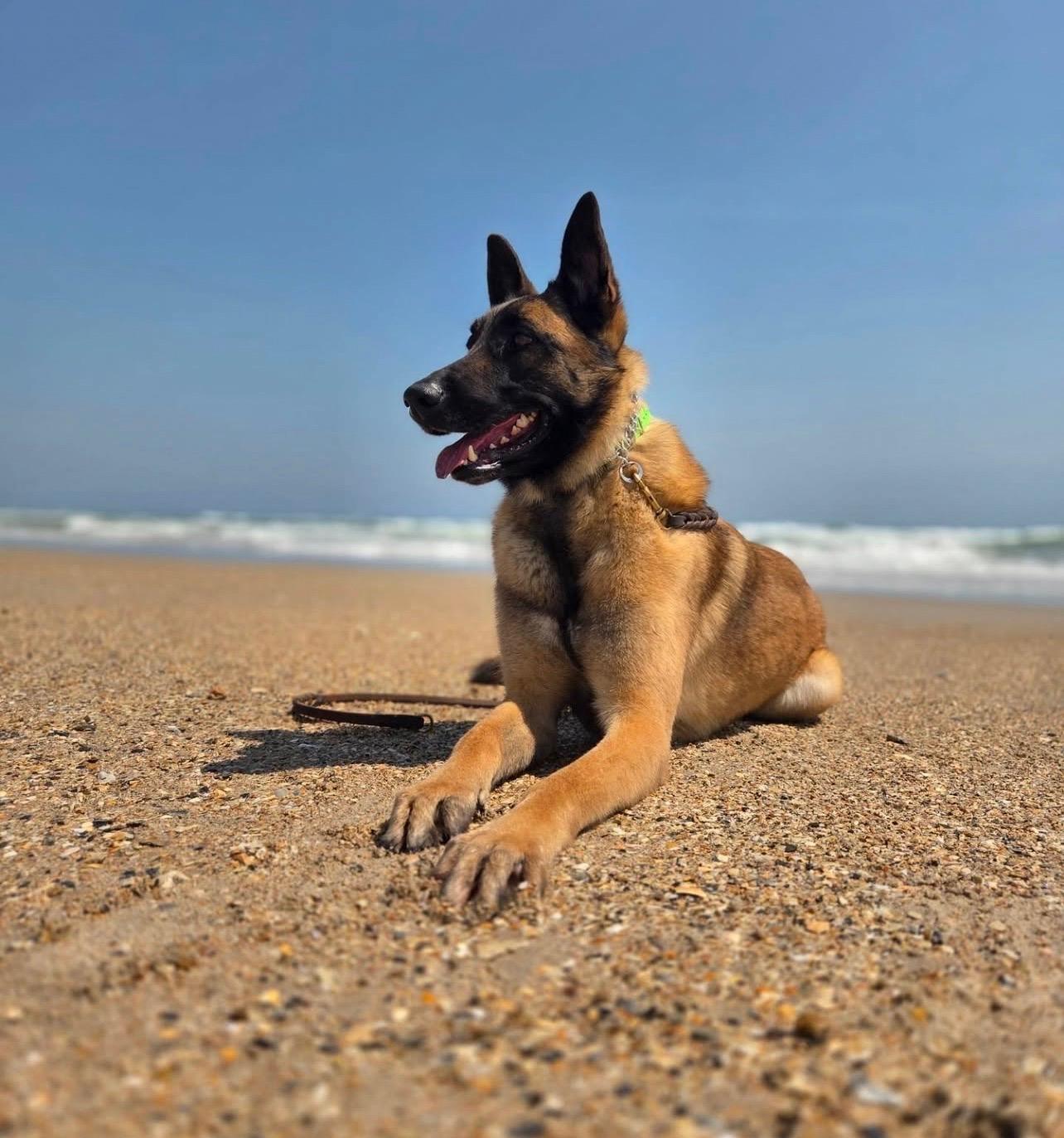 Tokyo, Adoptable, Adult Male Belgian Shepherd / Malinois.