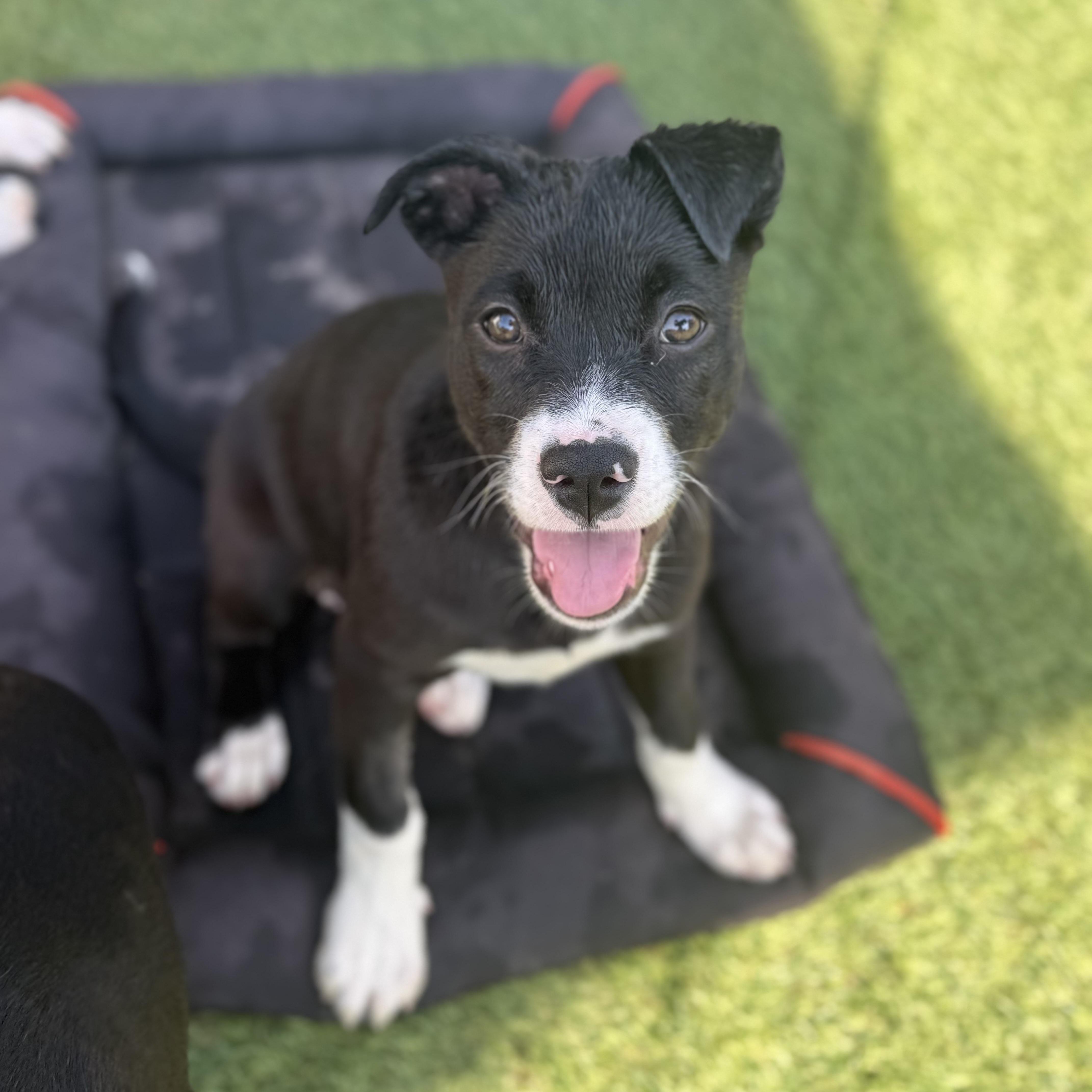 Maisie, a Adoptable mixed breed in Glenolden, PA image 2/6