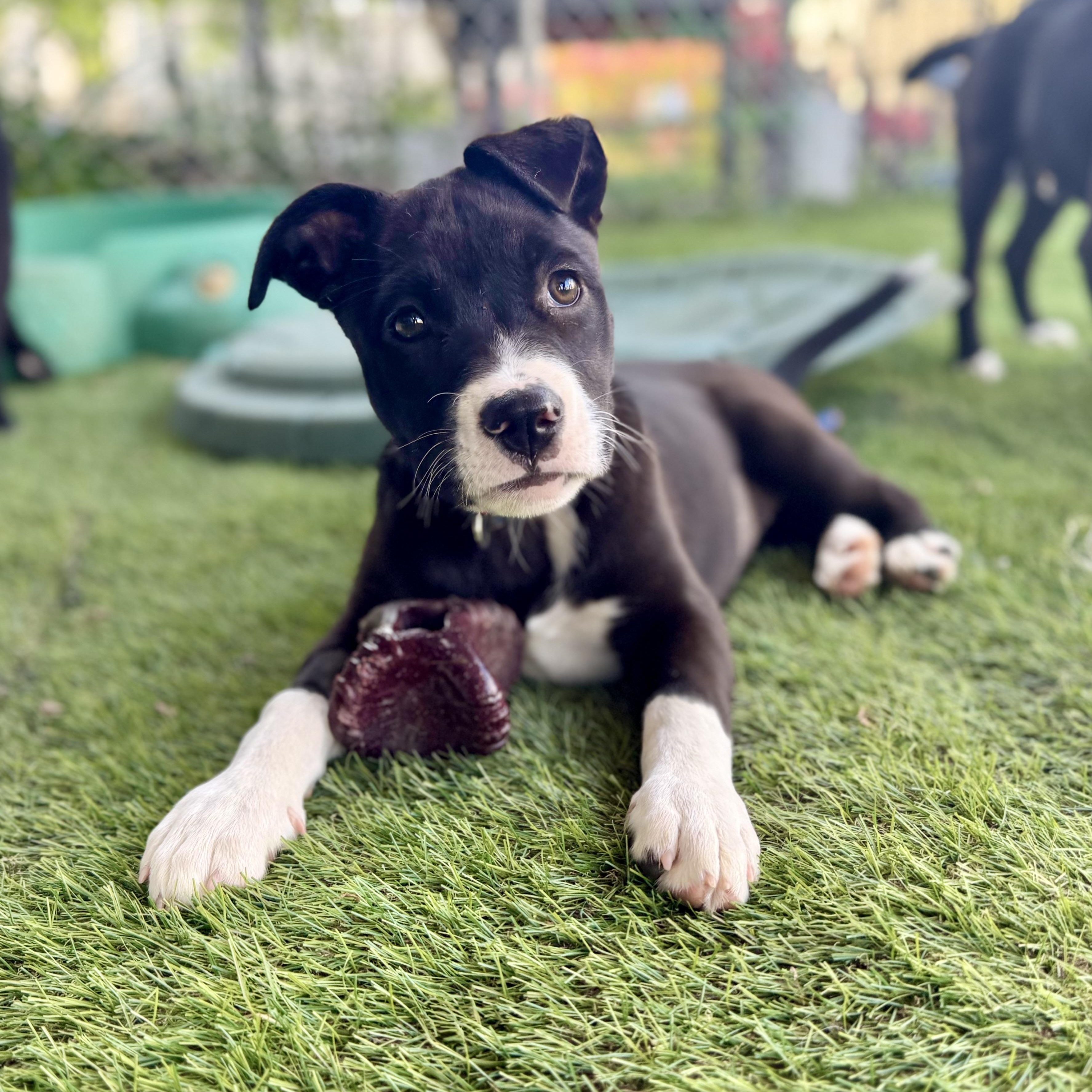Maisie, Adoptable, Puppy Female Labrador Retriever & Labrador Retriever.