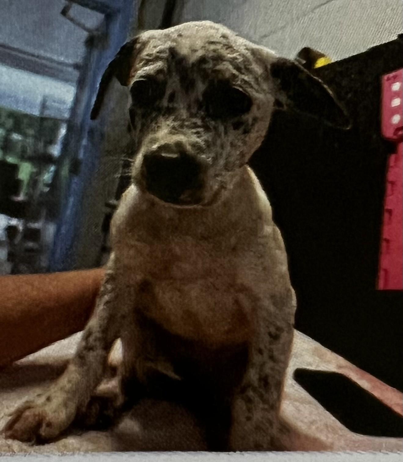 Camille, adopted, Puppy Female Cattle Dog.