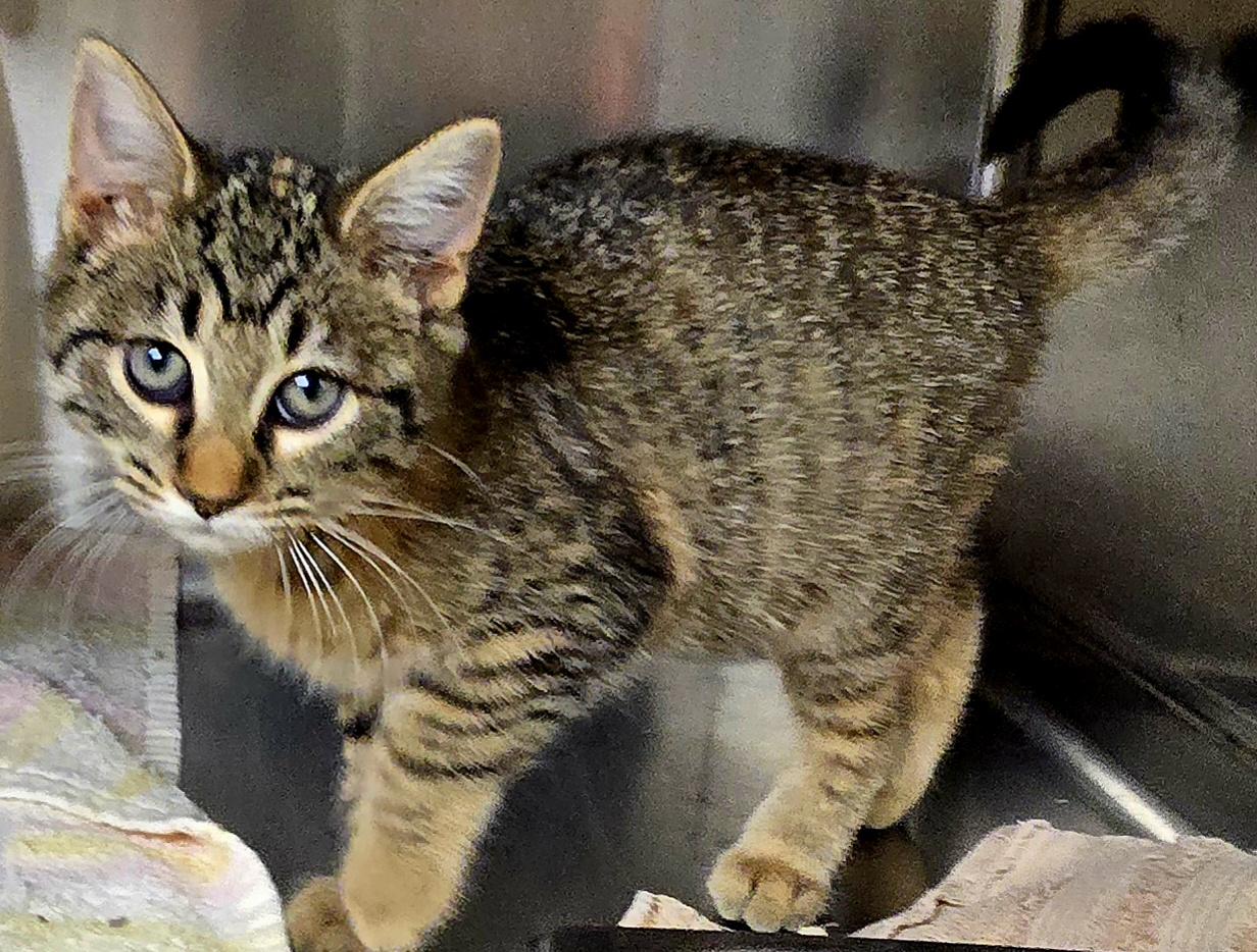 Cleo, adopted, Kitten Female Torbie.