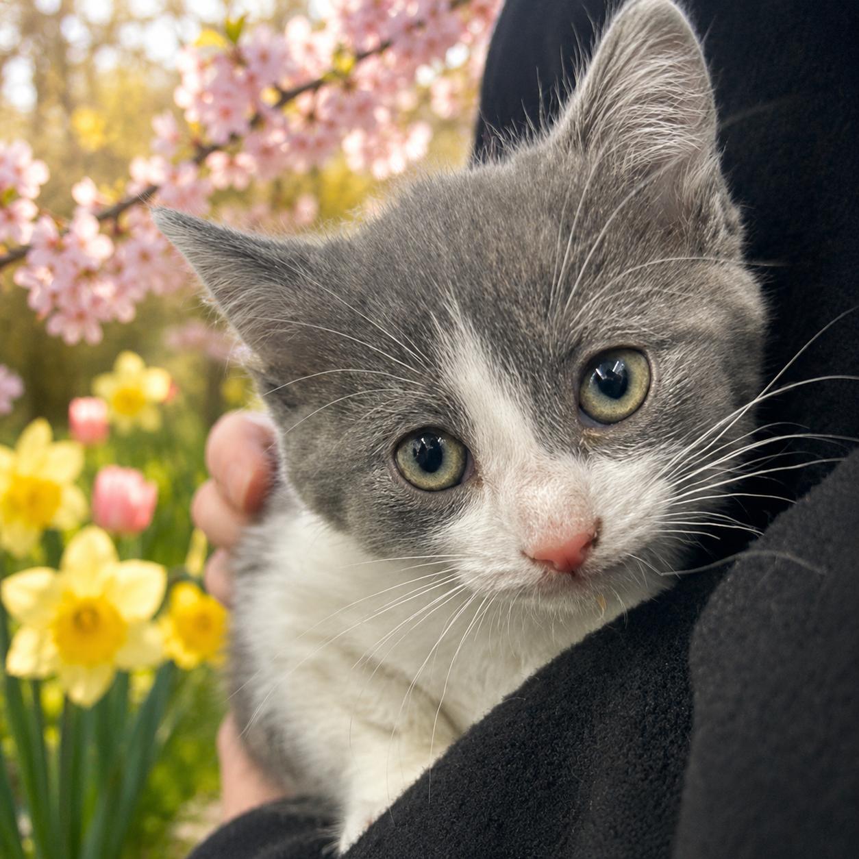 Enlarge Iris, a ADOPTABLE Domestic Short Hair in Belleville, MI image 1/1
