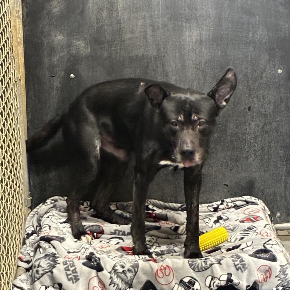 Enlarge Waldo, a Adoptable mixed breed in Petersburg, IL image 2/2