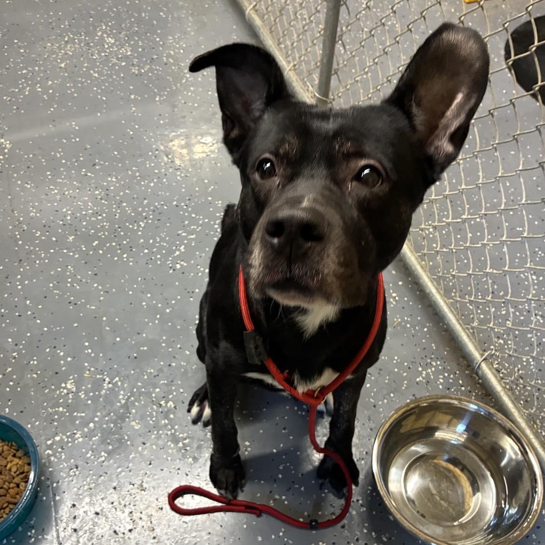 Waldo, Adoptable, Adult Male Black Labrador Retriever.