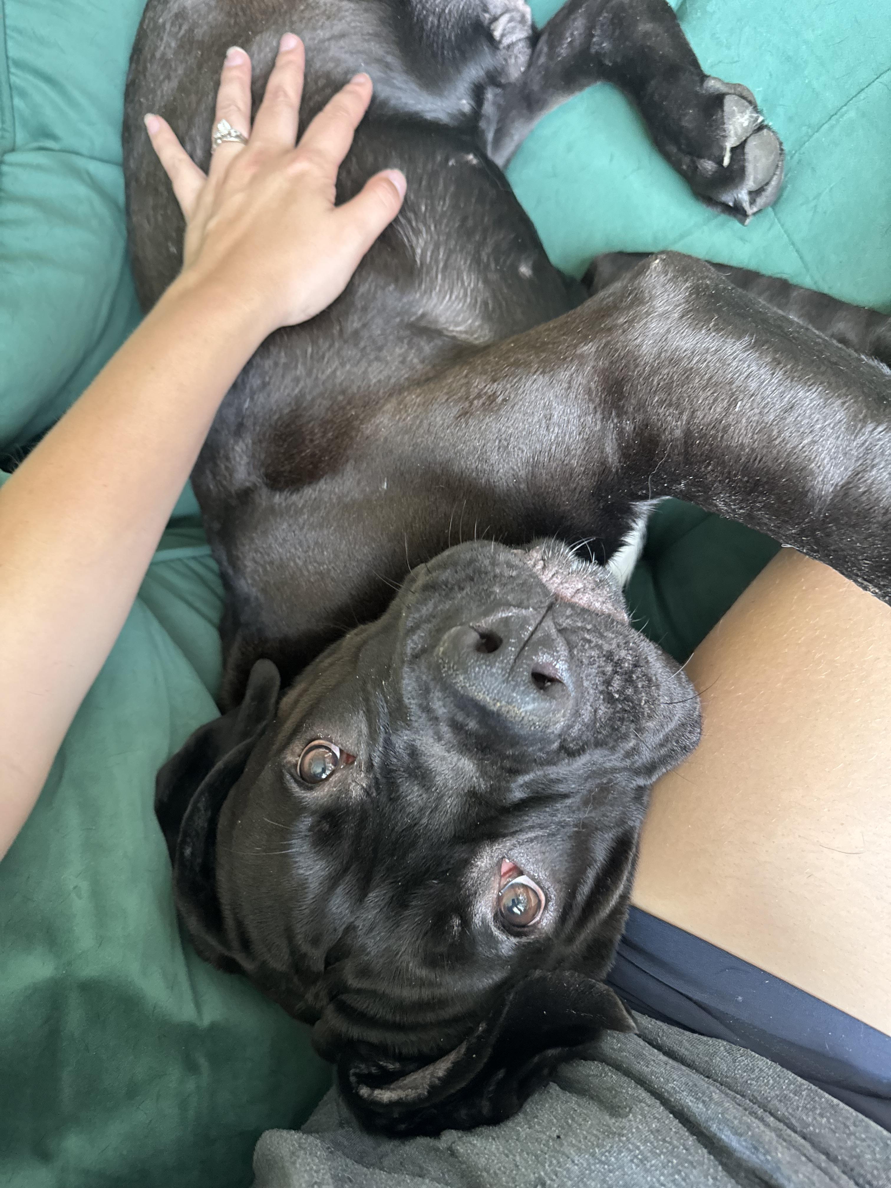 Enlarge Gibbs, an adopted mixed breed in China Township, MI image 5/6