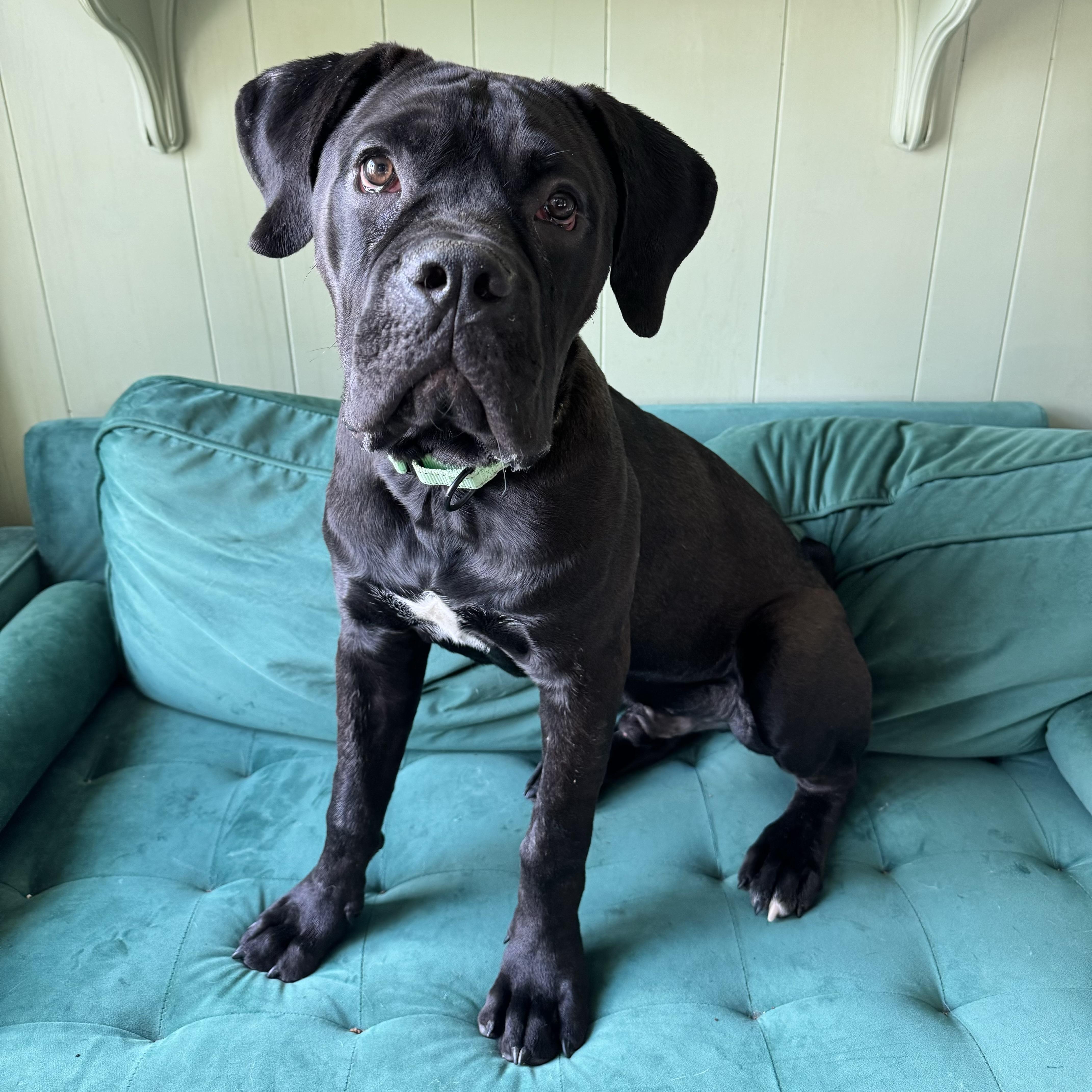 Enlarge Gibbs, an adopted mixed breed in China Township, MI image 1/6