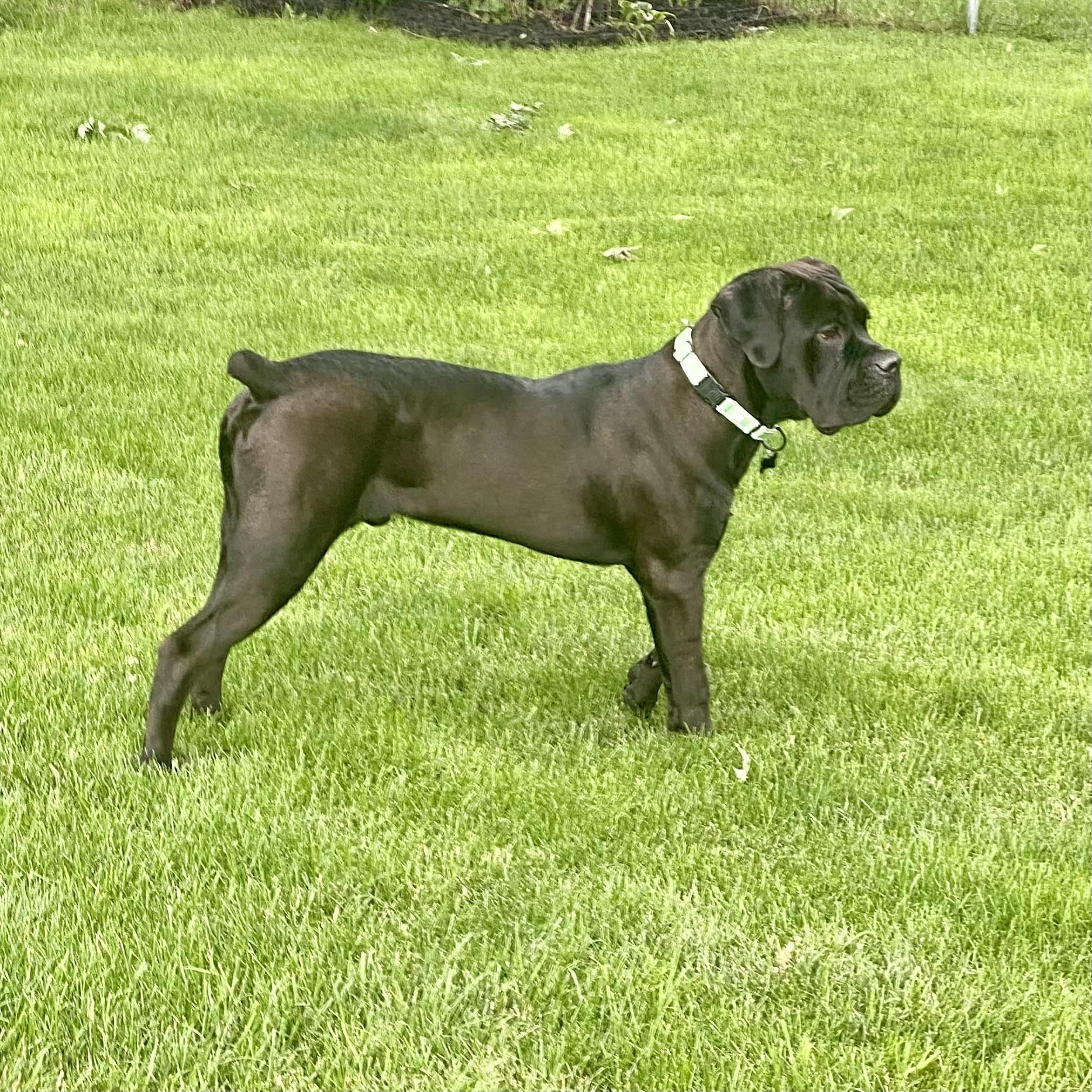 Enlarge Gibbs, an adopted mixed breed in China Township, MI image 4/6