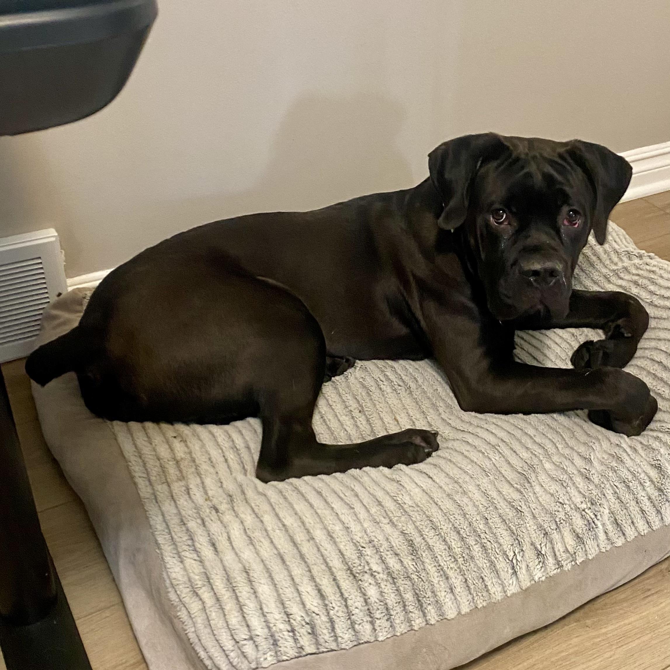 Enlarge Gibbs, an adopted mixed breed in China Township, MI image 2/6