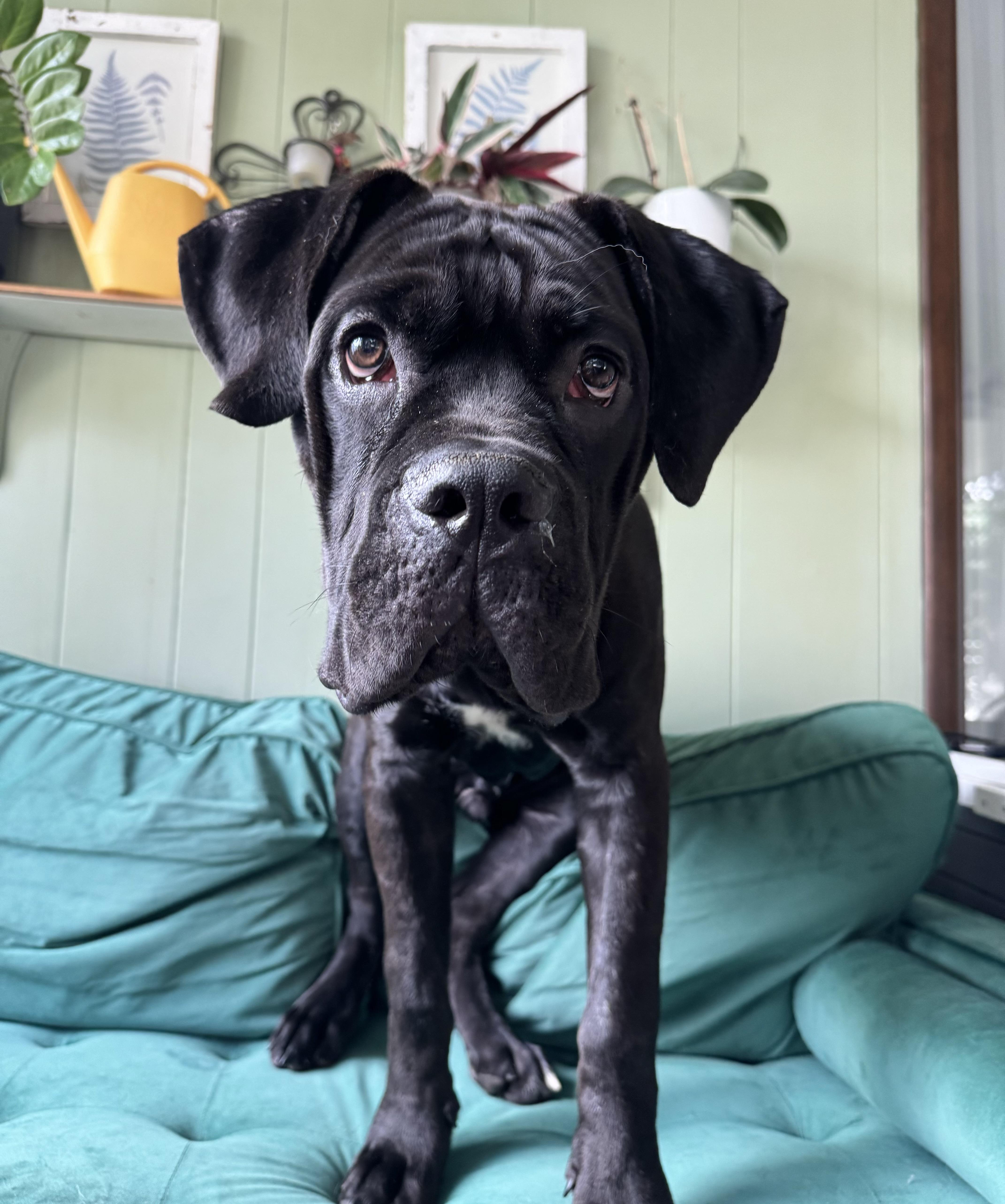 Enlarge Gibbs, an adopted mixed breed in China Township, MI image 3/6