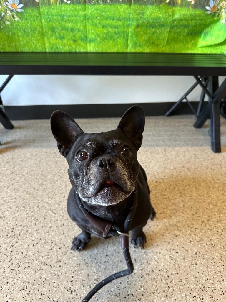 Enlarge Soju, a Adoptable French Bulldog in Newberg, OR image 1/3