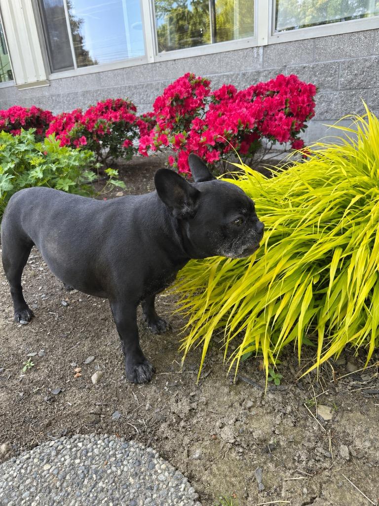 Enlarge Soju, a Adoptable French Bulldog in Newberg, OR image 2/3