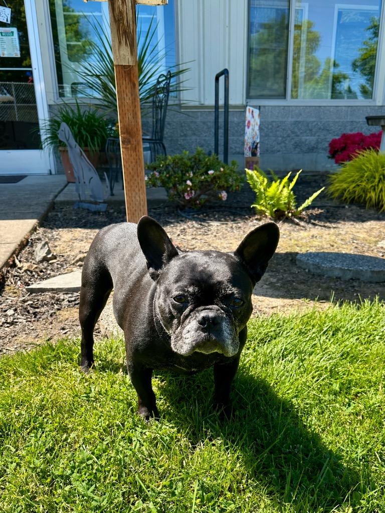 Enlarge Soju, a Adoptable French Bulldog in Newberg, OR image 3/3