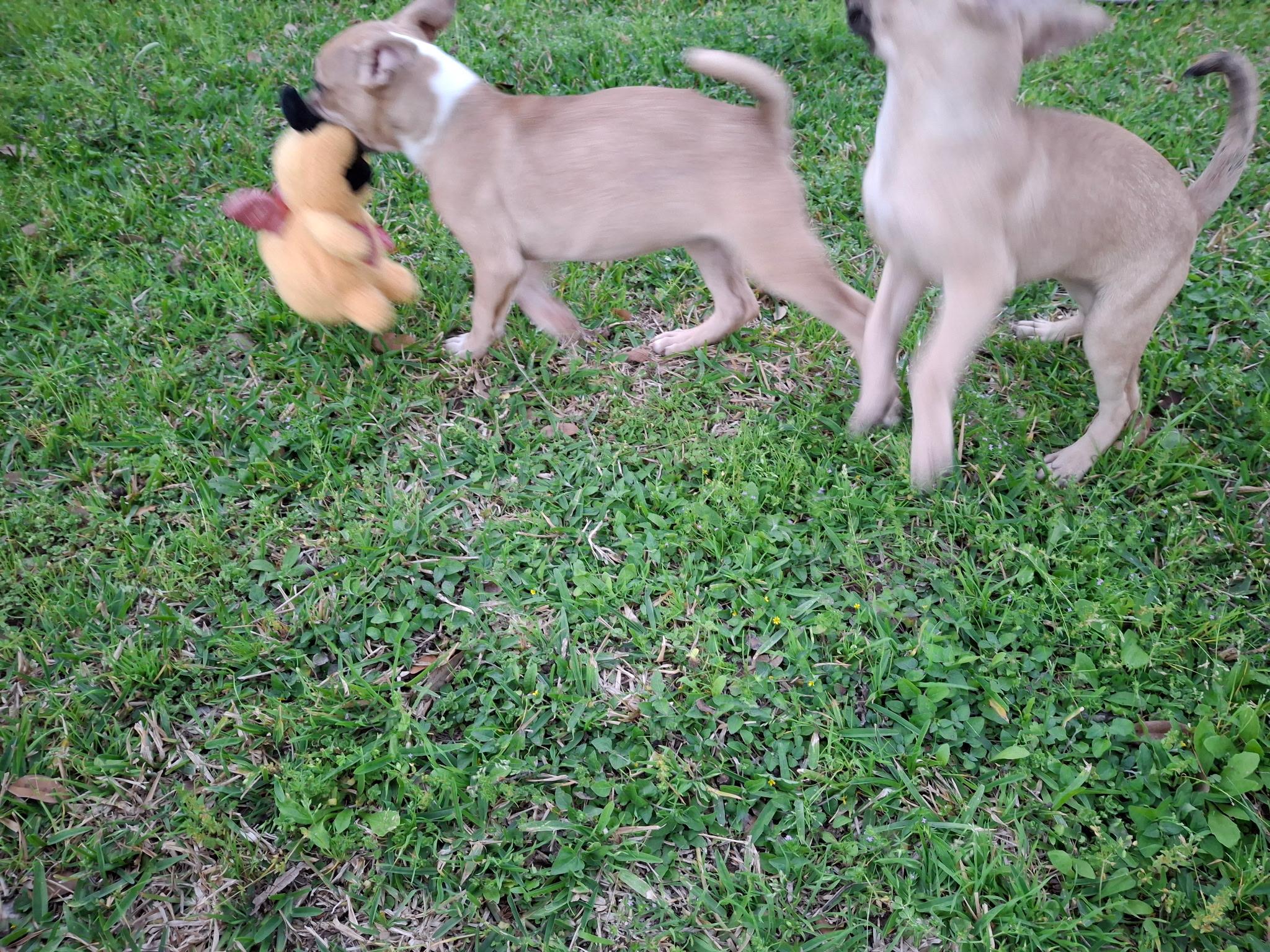 Copper — thumbnail 3