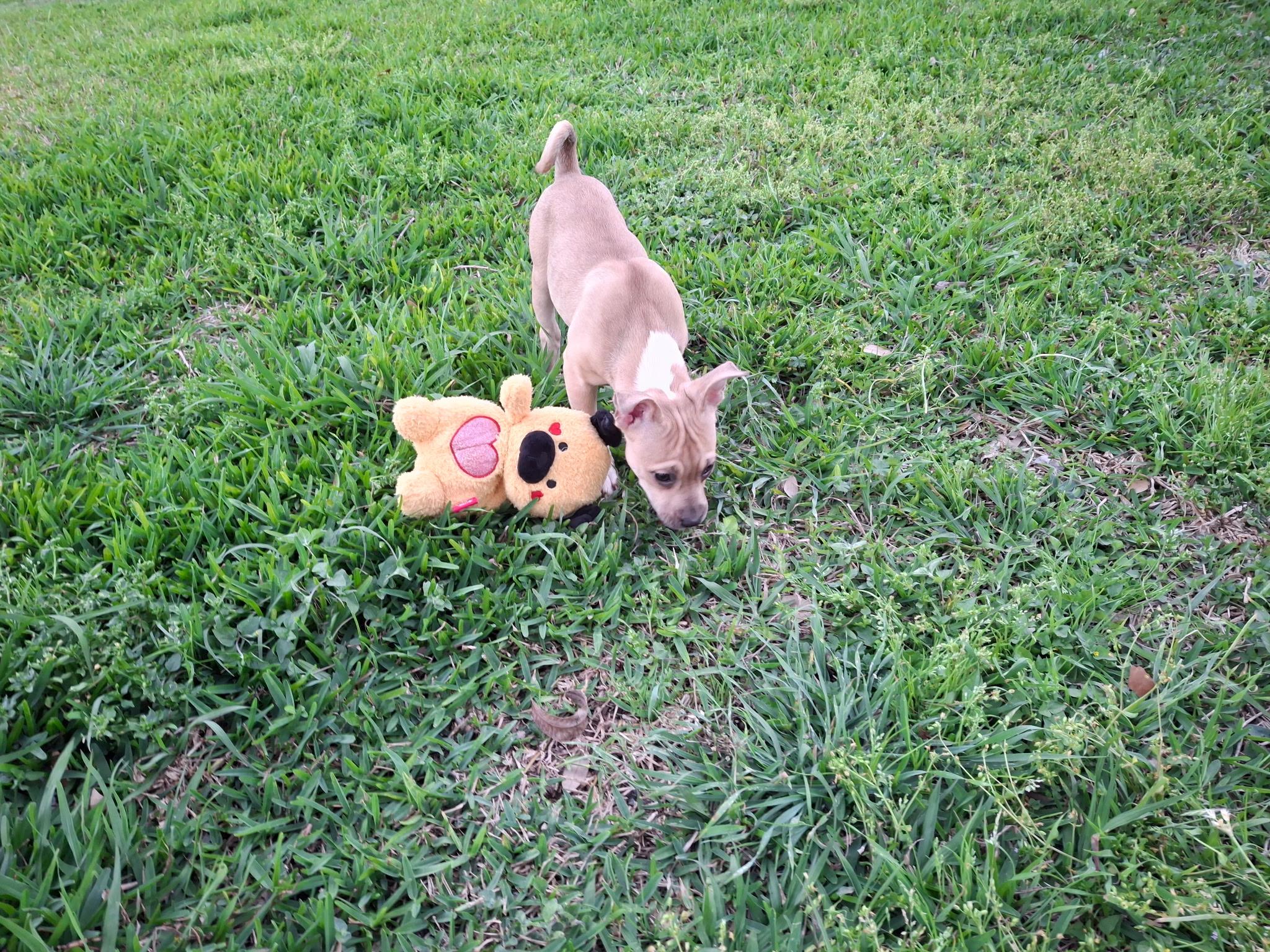 Copper — thumbnail 4