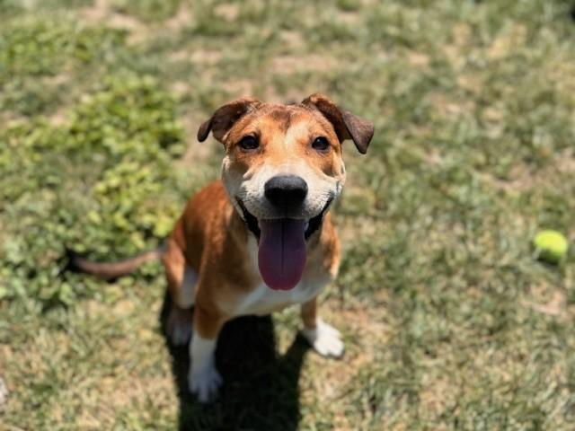 Enlarge GIN, a Adoptable Pit Bull Terrier in Fairfield, CA image 1/1