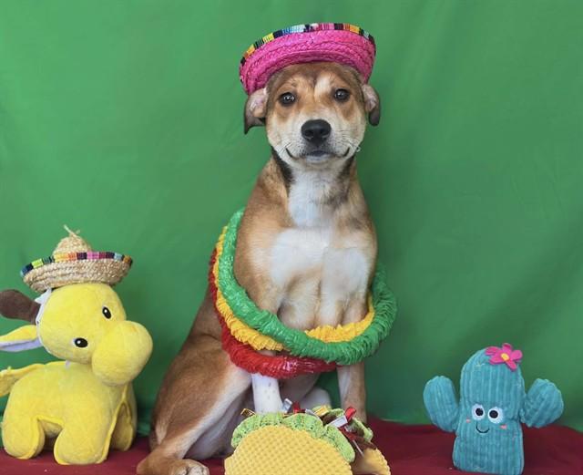 Enlarge GIN, a Adoptable Pit Bull Terrier in Fairfield, CA image 1/1