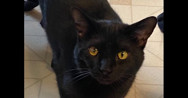 Enlarge Denville, a Adoptable Domestic Short Hair in Greene, NY image 1/1