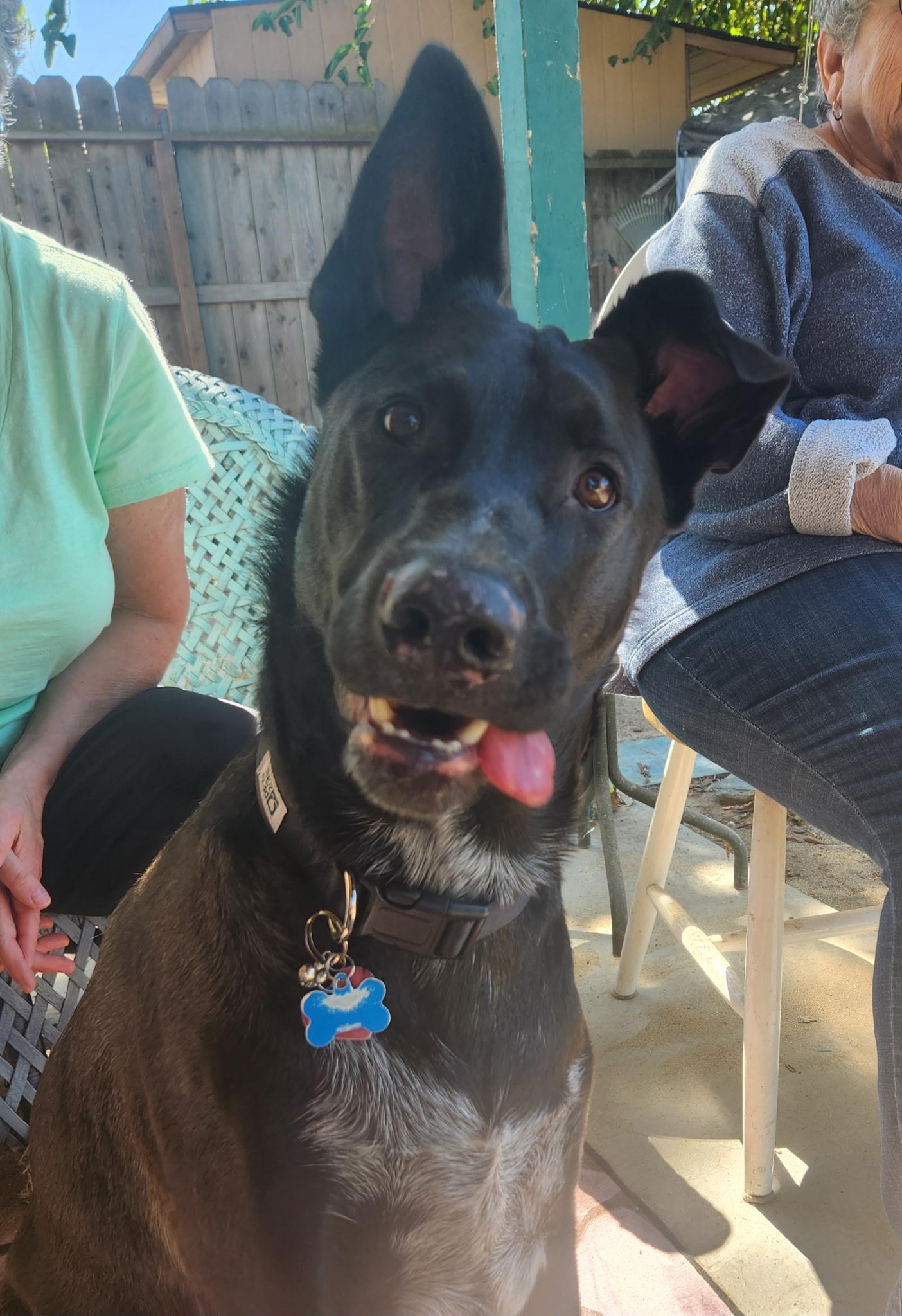 Loki, Adoptable, Young Male Belgian Shepherd / Malinois & Cattle Dog.