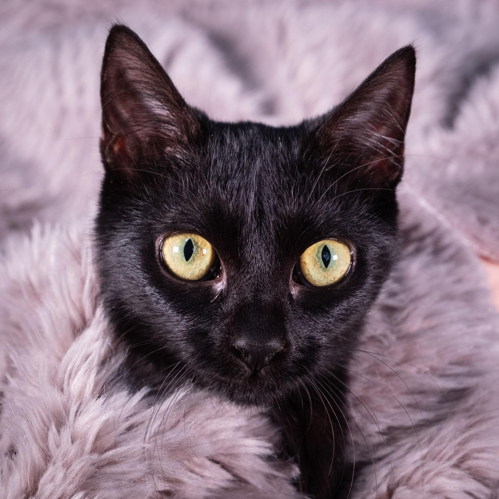 Petit Four - Andrea foster, a Adoptable Domestic Short Hair in Social Circle, GA image 1/2