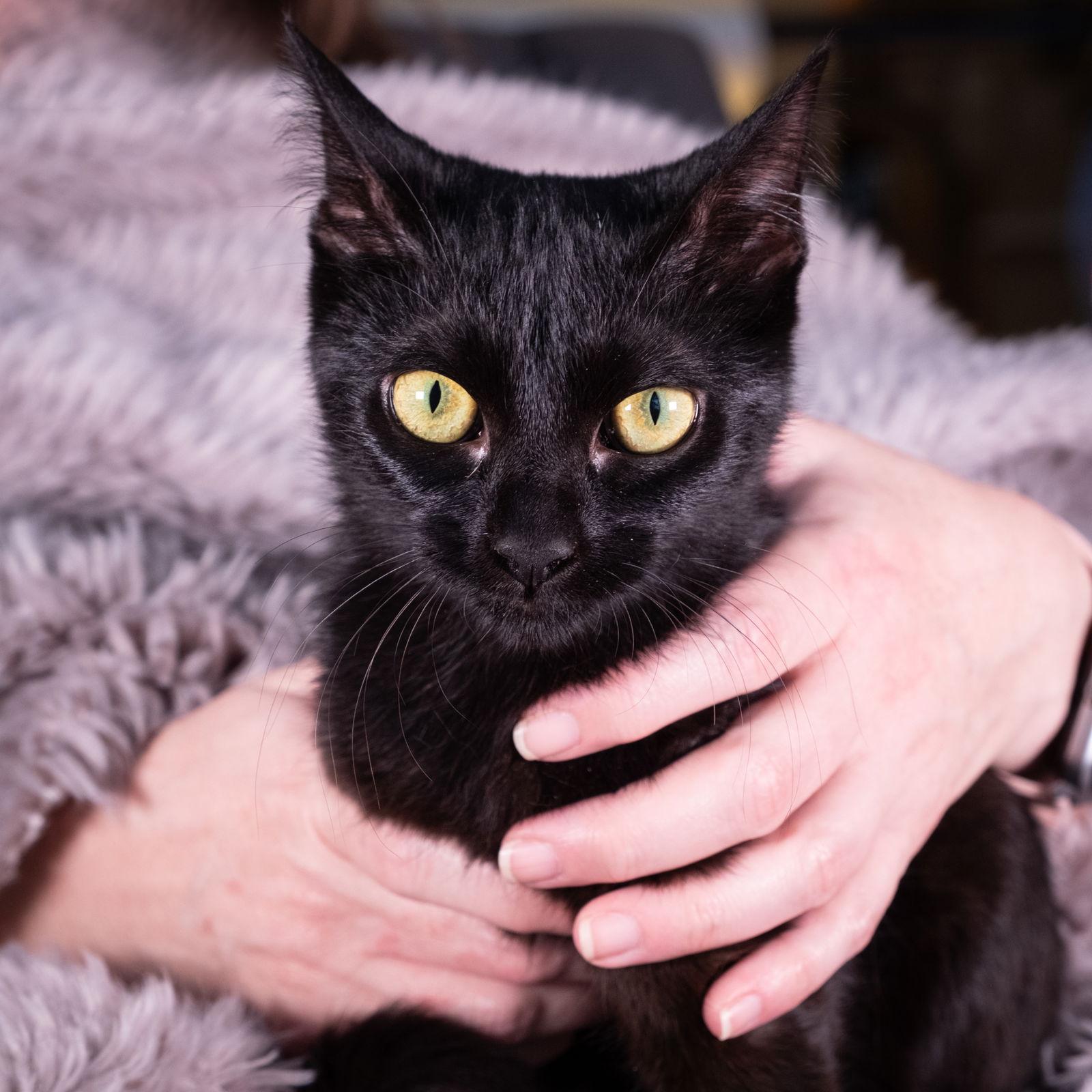 Petit Four - Andrea foster, a Adoptable Domestic Short Hair in Social Circle, GA image 2/2