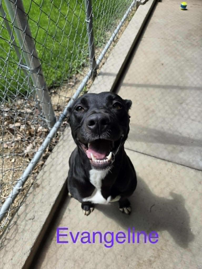 Evangeline, Adoptable, Young Female Pit Bull Terrier & Mixed Breed.