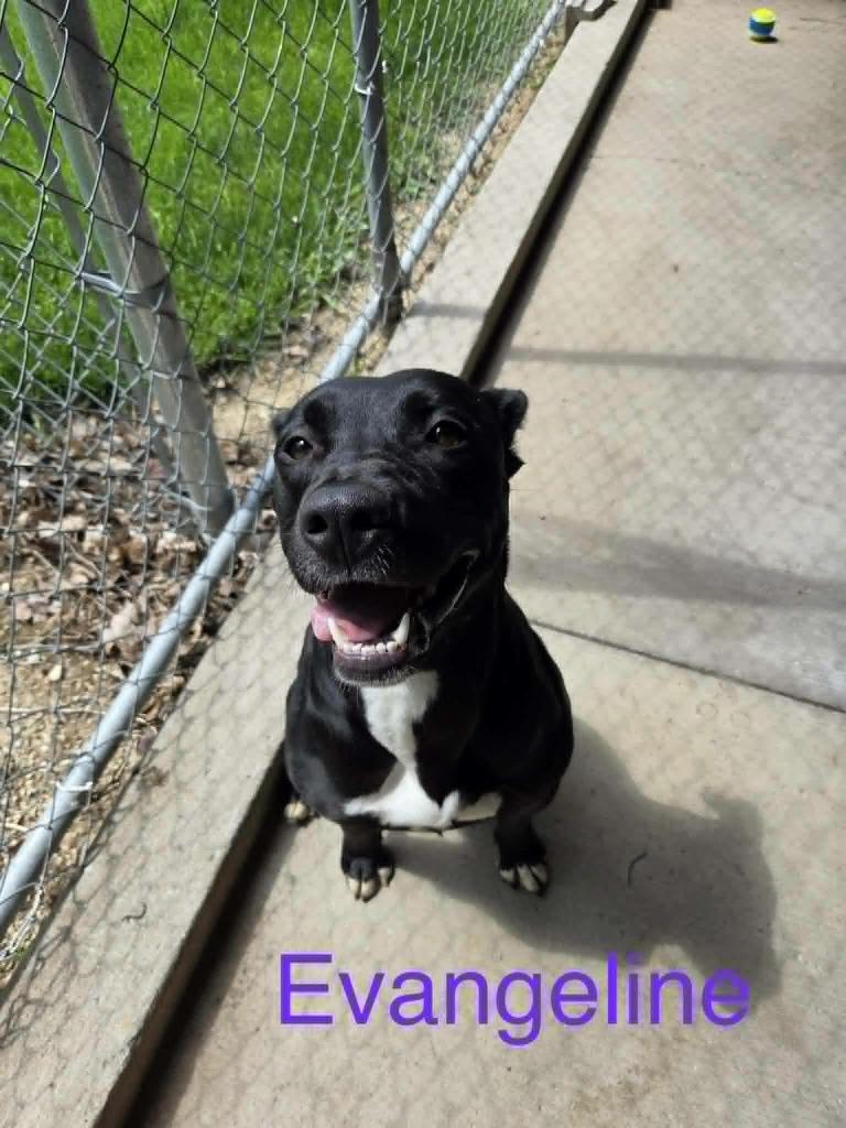 Evangeline, a Adoptable mixed breed in Kendallville, IN image 2/5